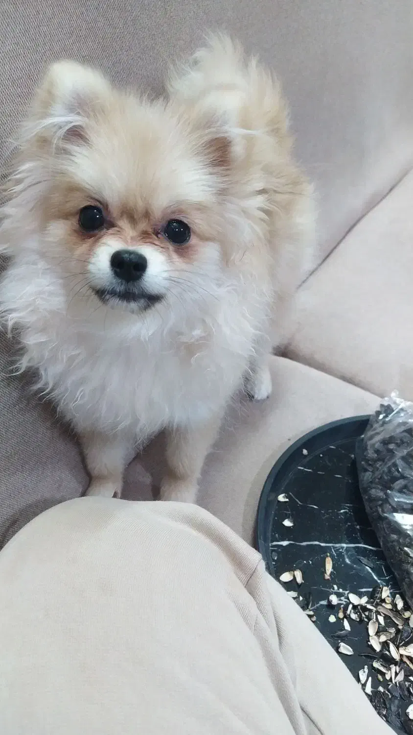 واگذاری|سگ|برخوار, |دیوار