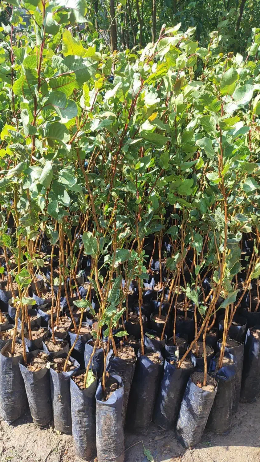 پشته پایه هیبریدی و پسته پایه امریکایی|خدمات باغبانی و درختکاری|فلاورجان, |دیوار