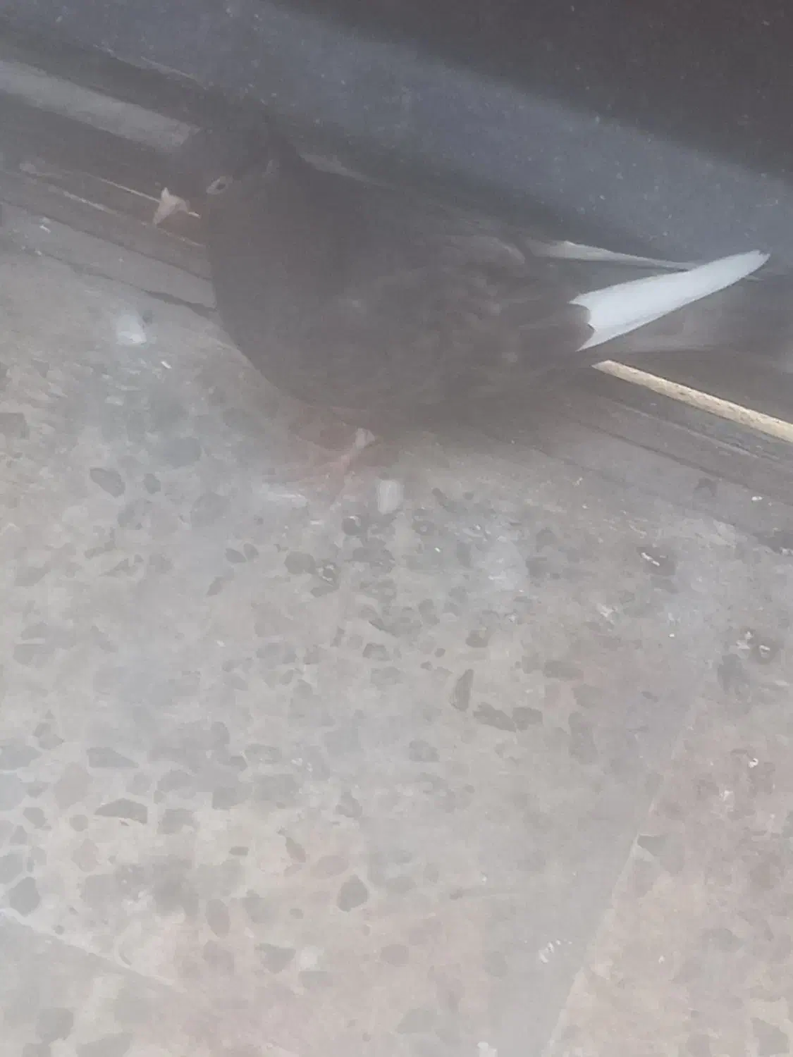 گمشده پرنده|پرنده|اهواز, منبع اب|دیوار