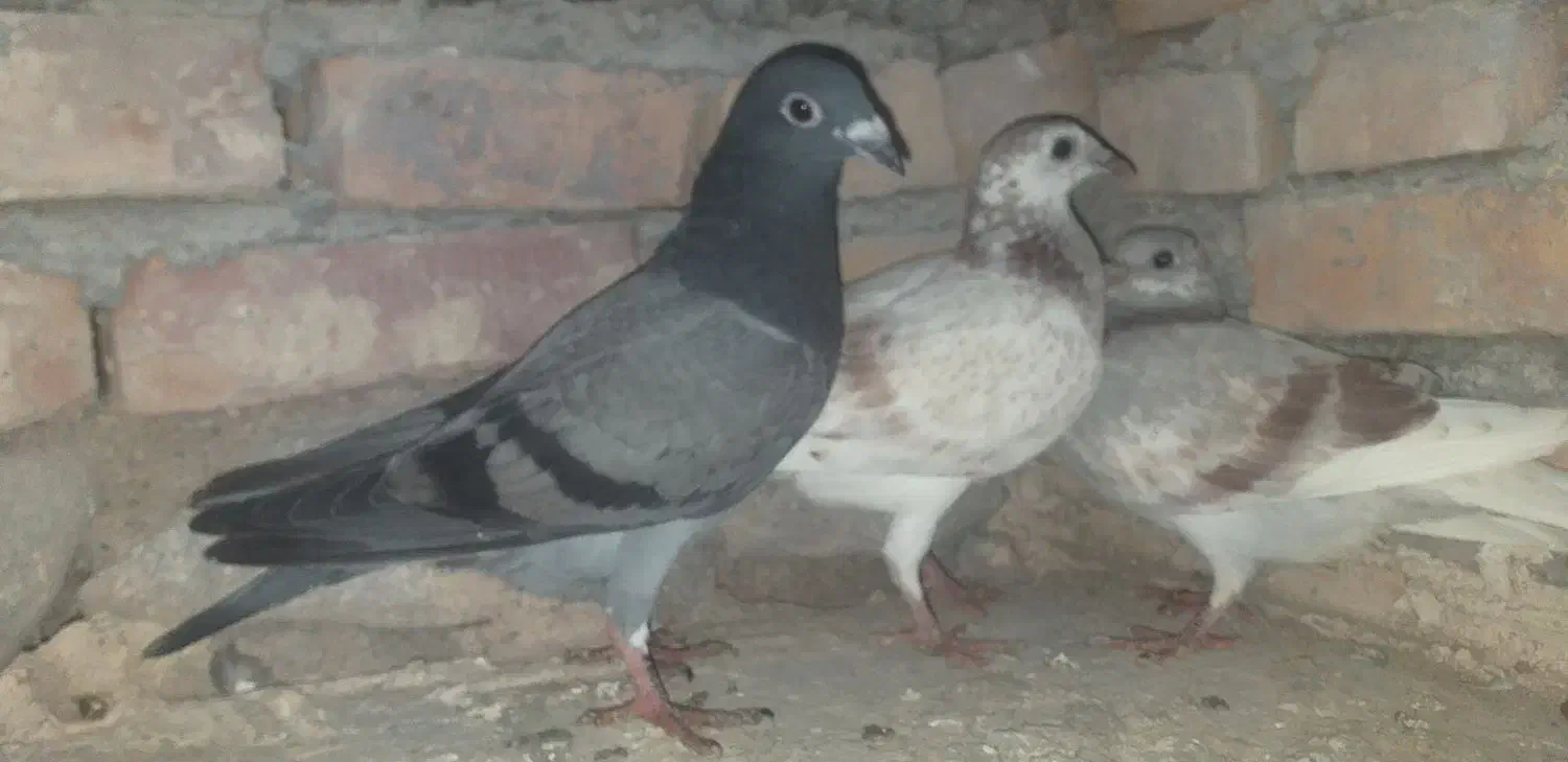 پلاکی|پرنده|بستان آباد, |دیوار