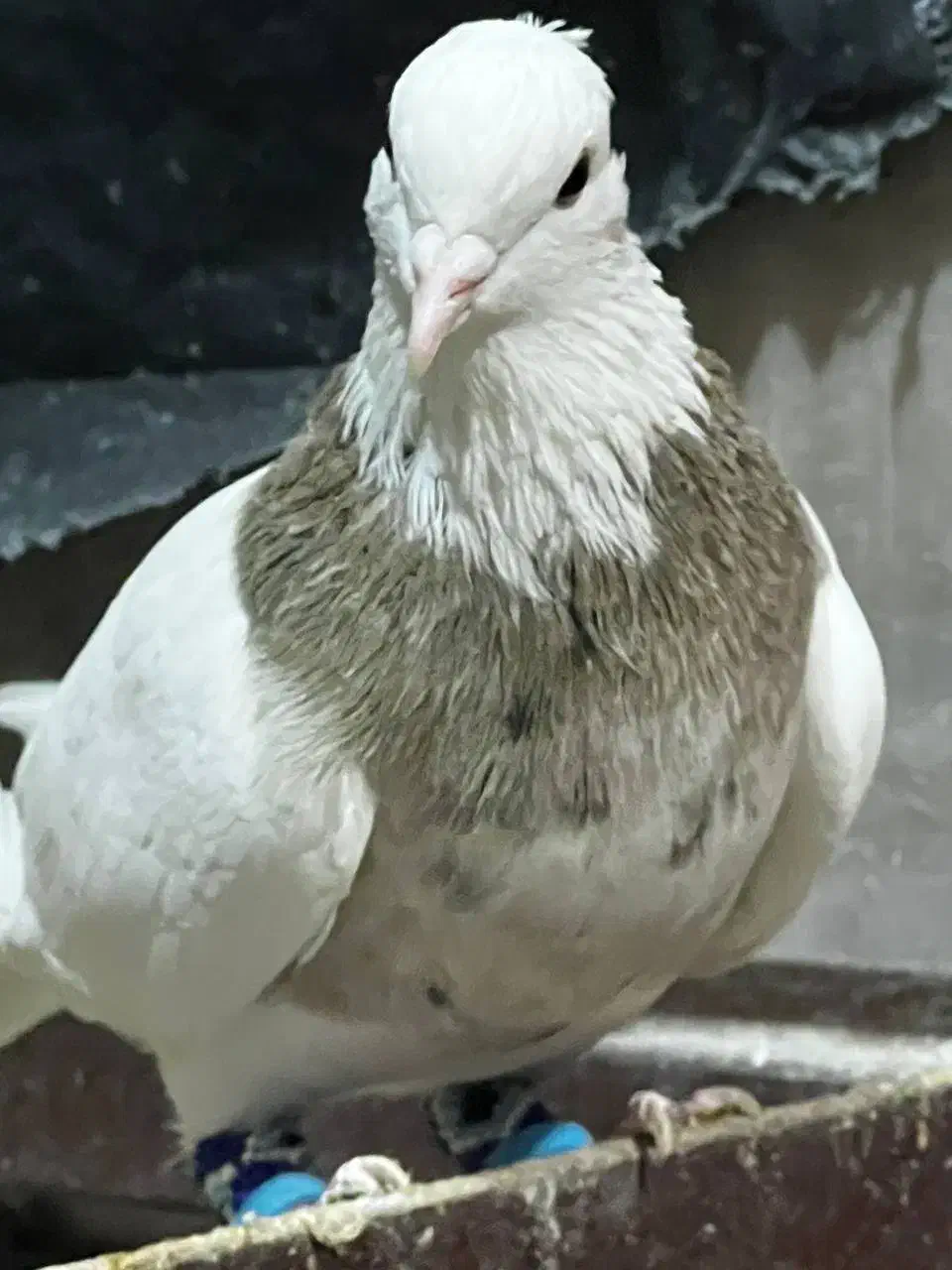 فروشی نر  اجری کرم  خال سیاه|پرنده|رامهرمز, |دیوار