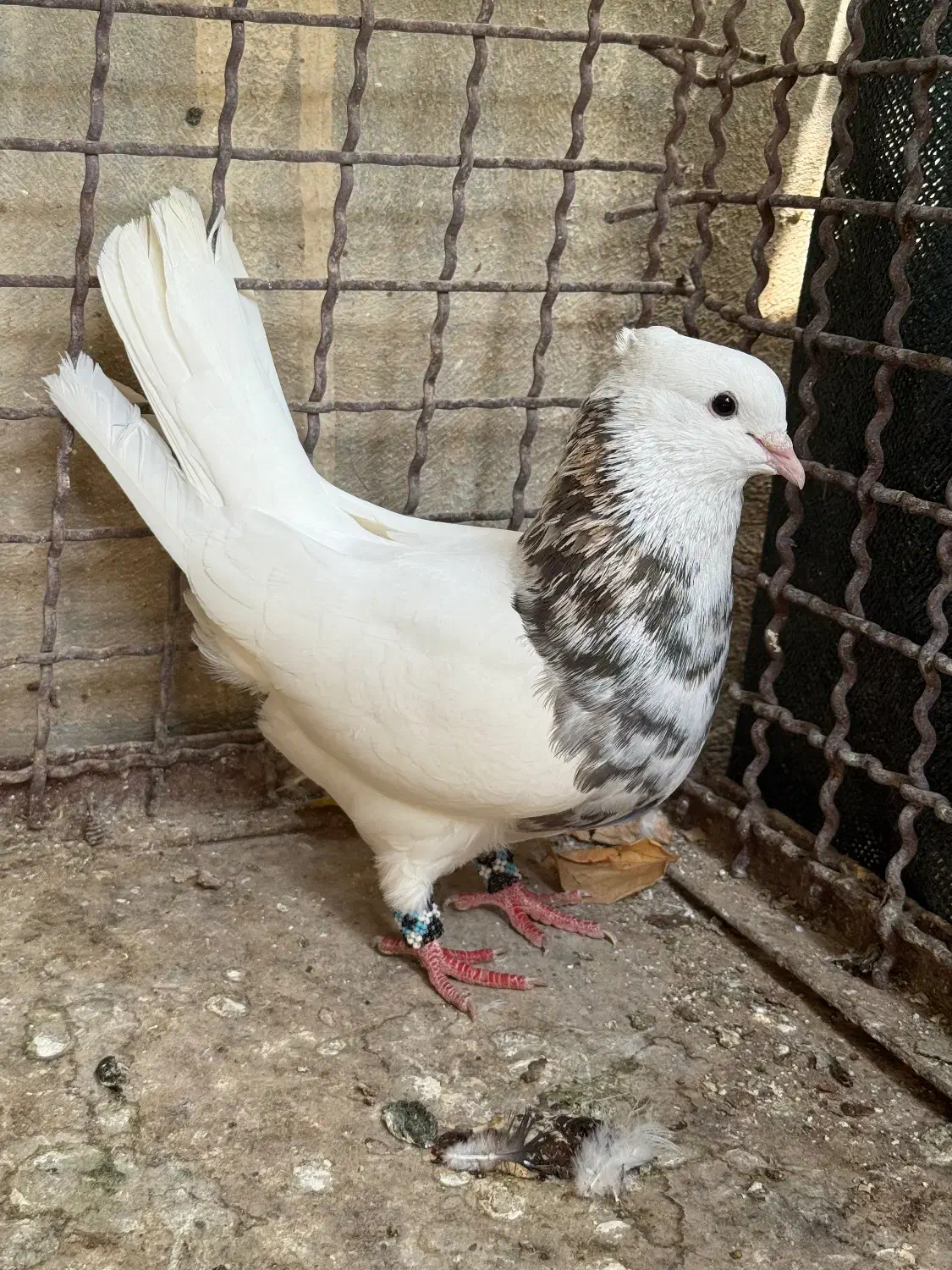 کبوتر زرین خال طلایی|پرنده|فلارد, |دیوار