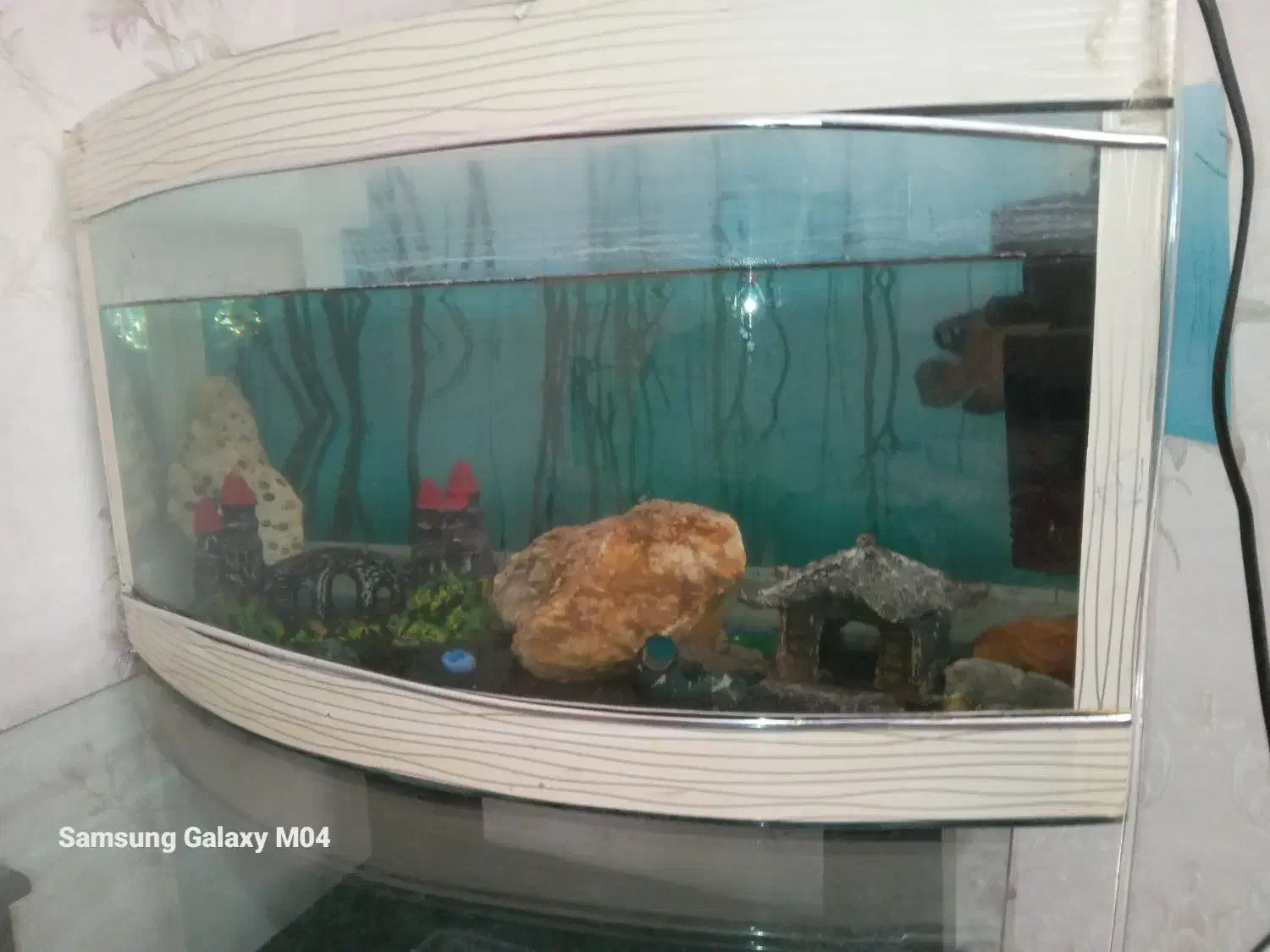 آکواریوم|ماهی|باسمنج, |دیوار