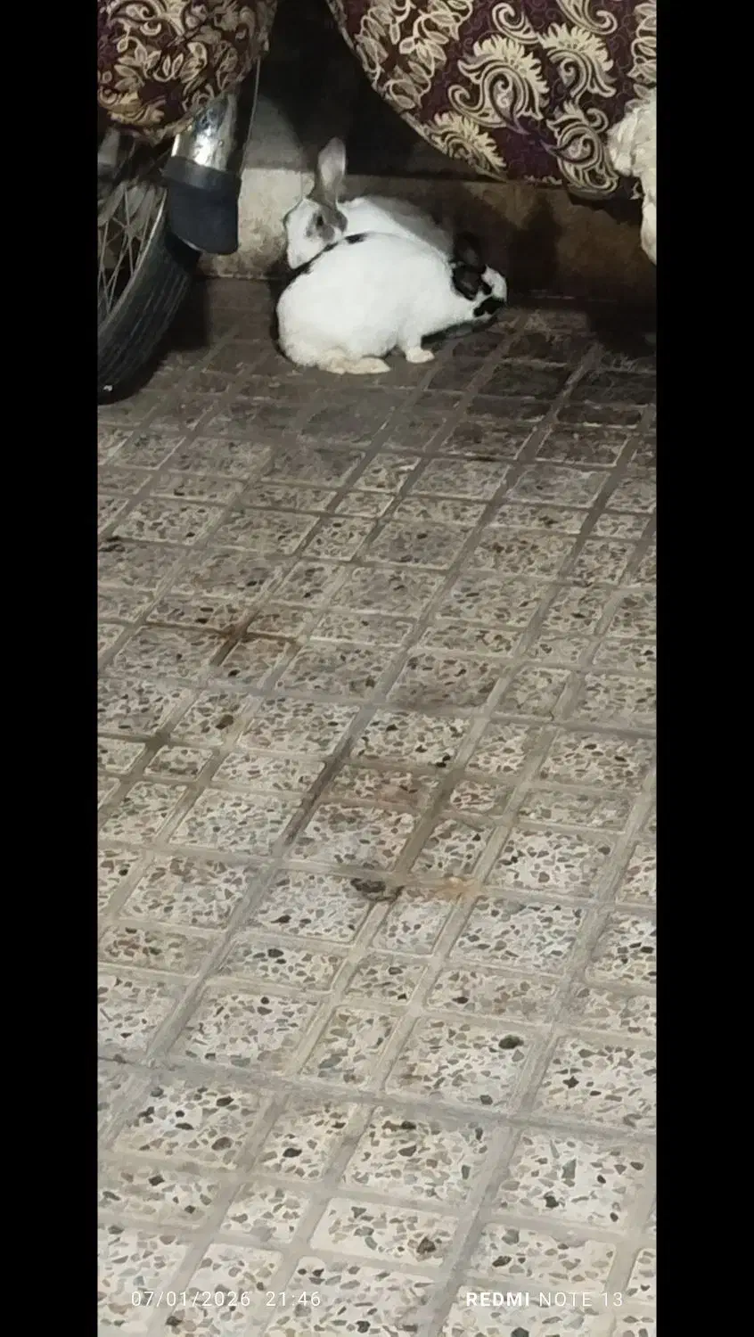 خرگوش نر وماده|موش و خرگوش|مشهد, فاطمیه|دیوار