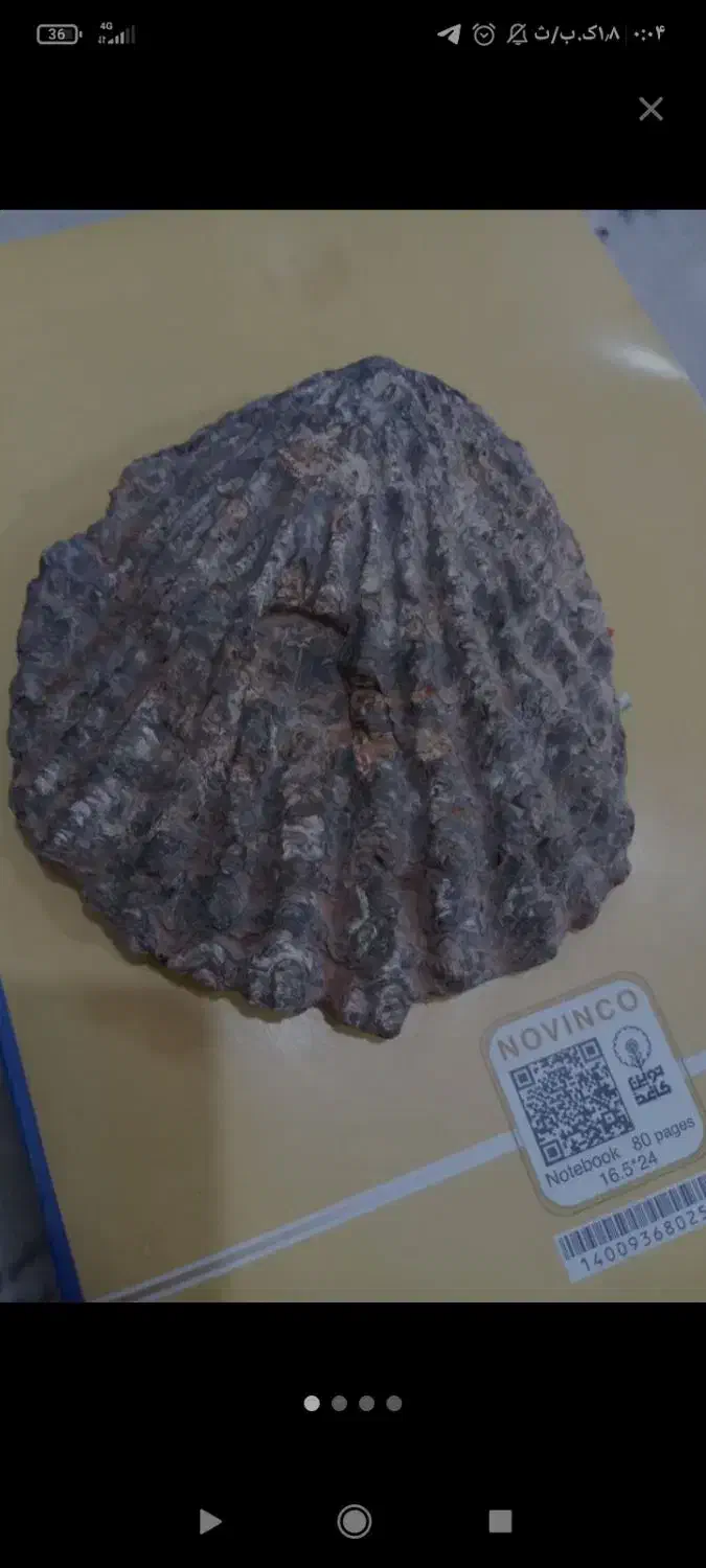 فسیل|کلکسیون اشیاء عتیقه|ایلام, |دیوار