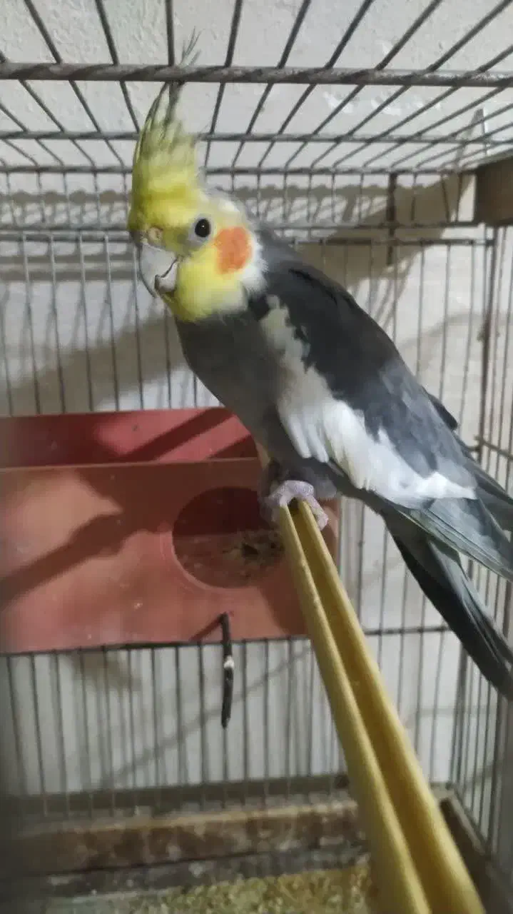 پرنده|پرنده|شاهرود, |دیوار