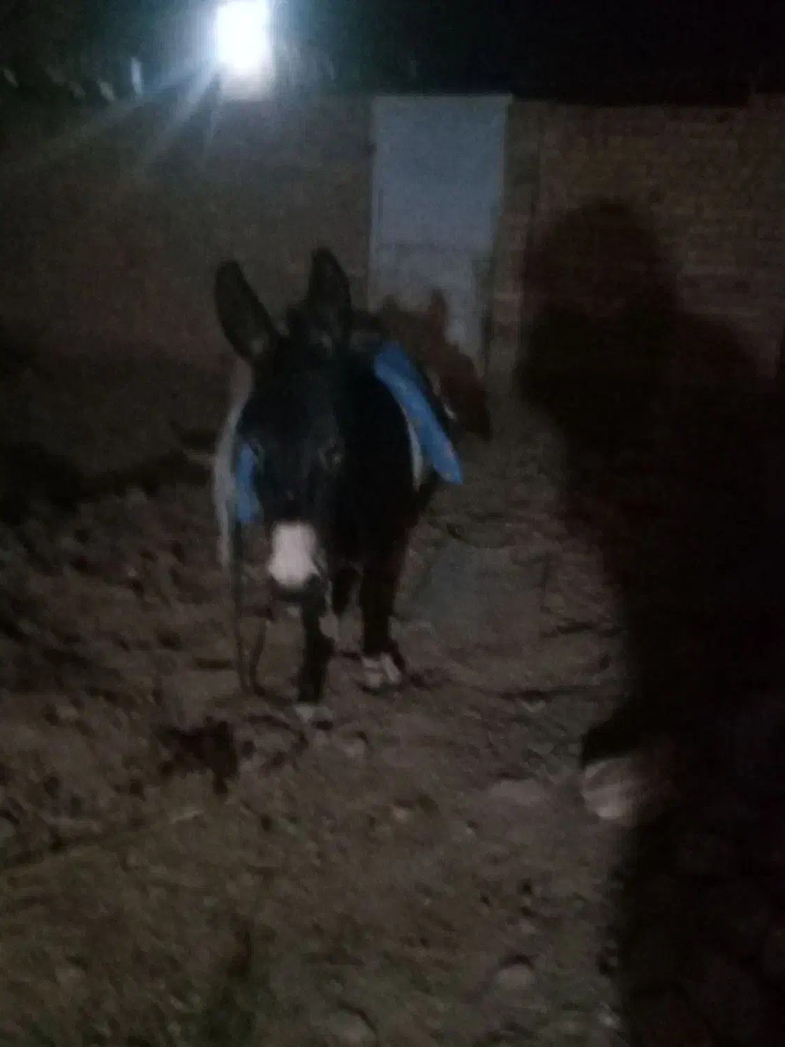 خر سالم|حیوانات مزرعه|میانه, |دیوار