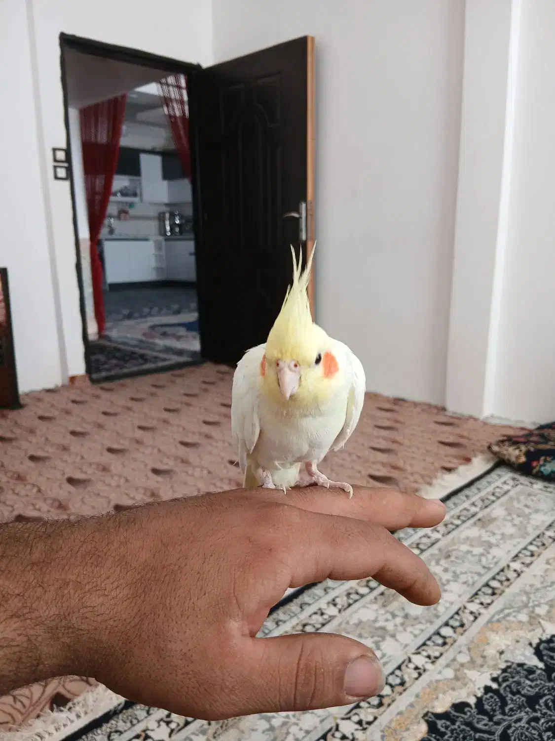 عروس هلندی دستی|پرنده|تربت جام, شاهد|دیوار