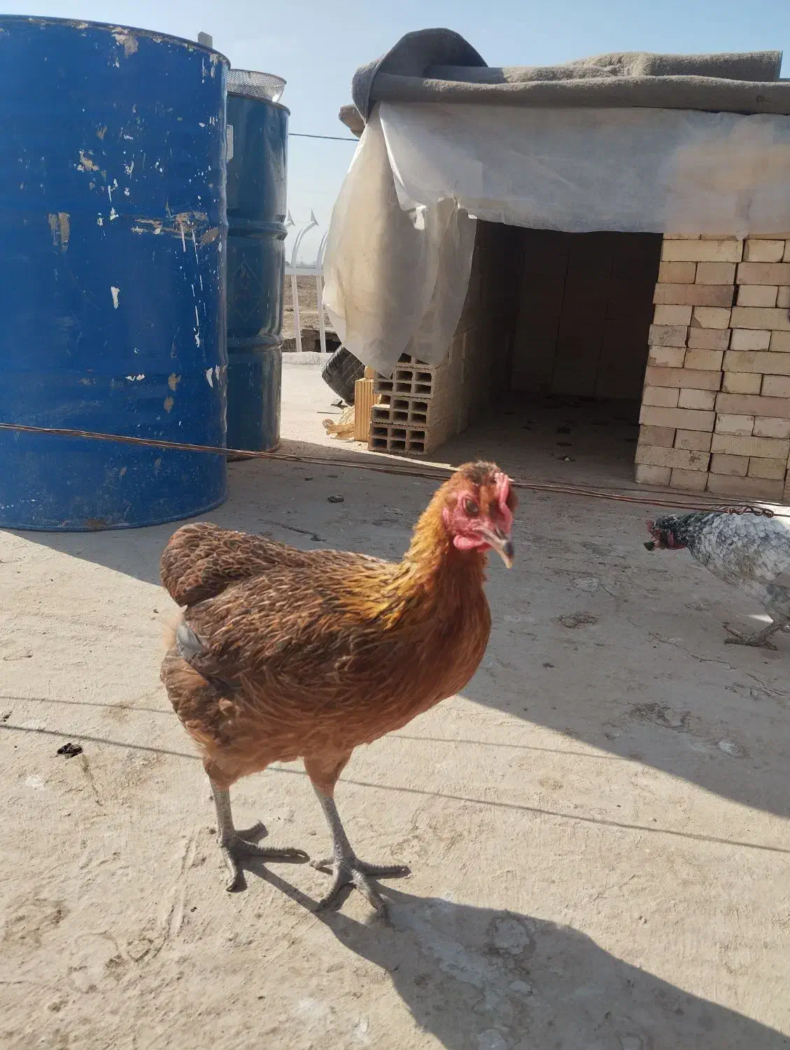 مرغ|حیوانات مزرعه|برخوار, |دیوار