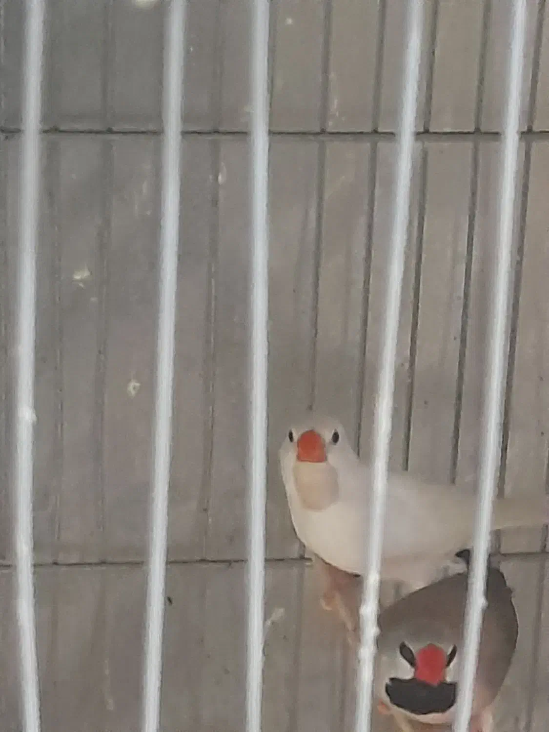 فنج گلوبرید.کینگ انگلیسی.نرگسی.کرواتی|پرنده|کرج, شاهینویلا|دیوار