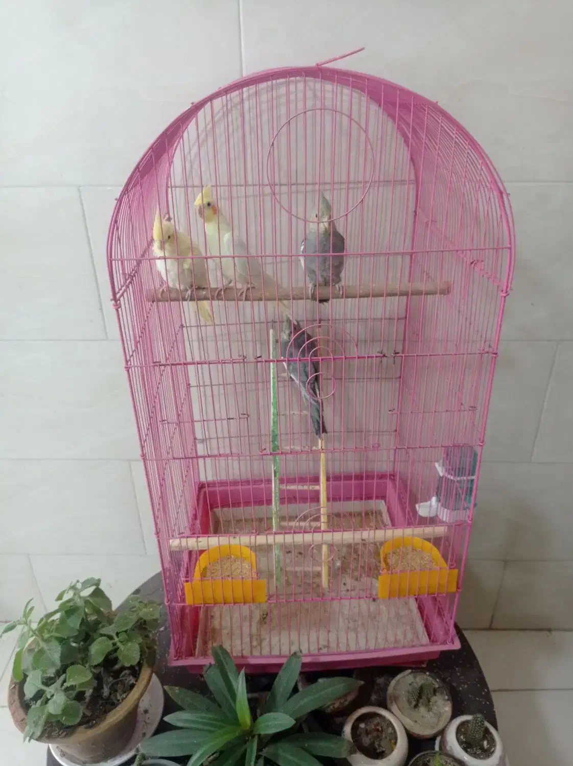 عروس هلندی|پرنده|بناب, |دیوار