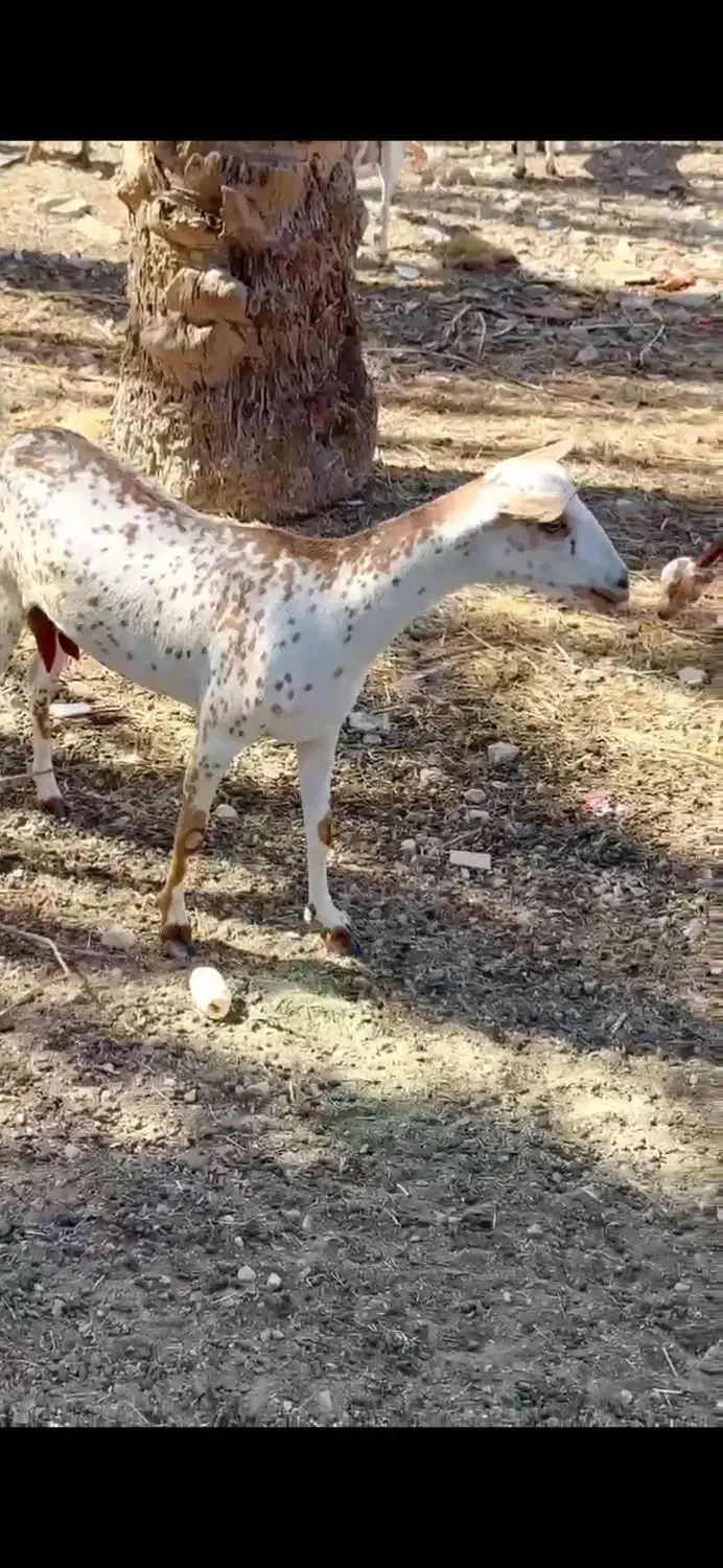 صلال اصل|حیوانات مزرعه|شهر بابک, |دیوار