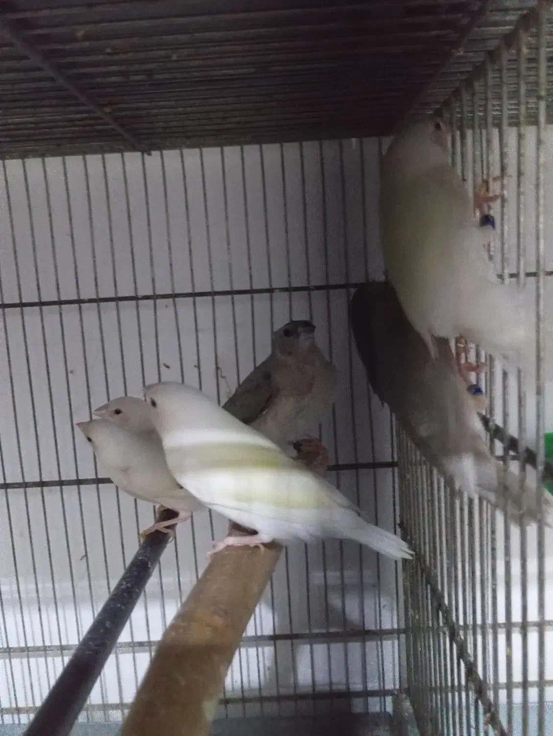 فنچ گلدین|پرنده|اهواز, عین ۲|دیوار