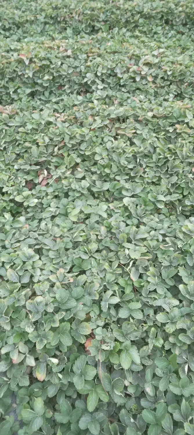 نهال کاماروس سابرینا|گل و گیاه طبیعی|خان ببین, |دیوار