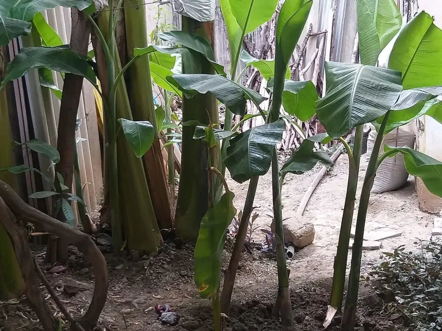 نهال موز با نازلترین قیمت|گل و گیاه طبیعی|ساری, |دیوار