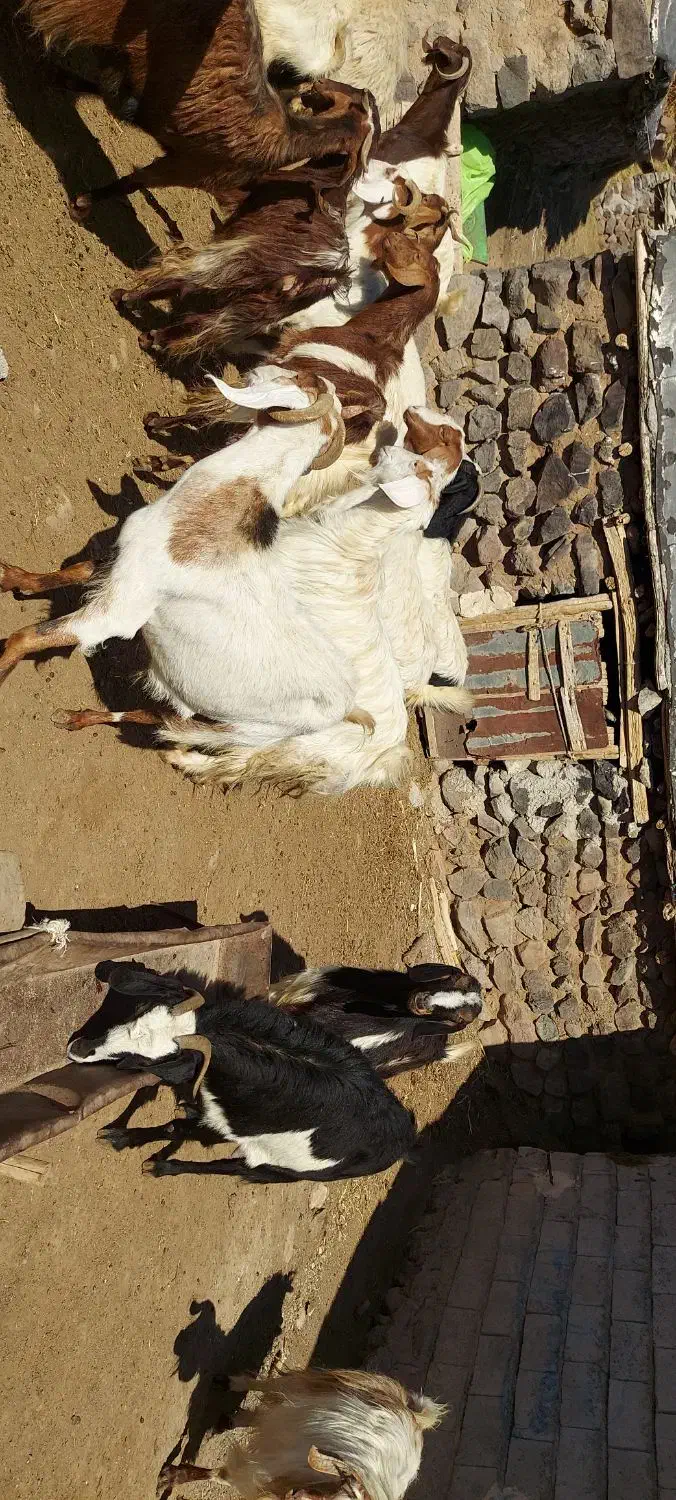 بز فروشی|حیوانات مزرعه|مشگین شهر, |دیوار