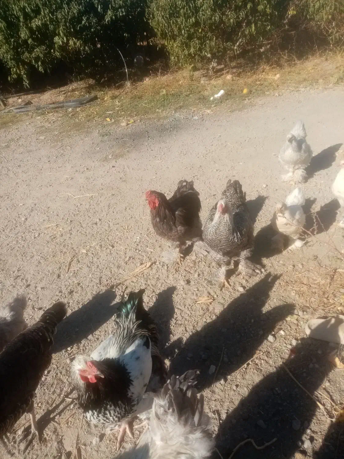 چندتا خروس برهما لایت فروشی|حیوانات مزرعه|مشگین شهر, |دیوار