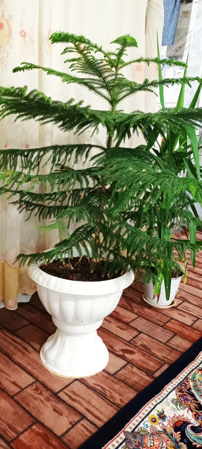 گل کاج ک یوکا بزرگ|گل و گیاه طبیعی|قم, حاج زینل|دیوار