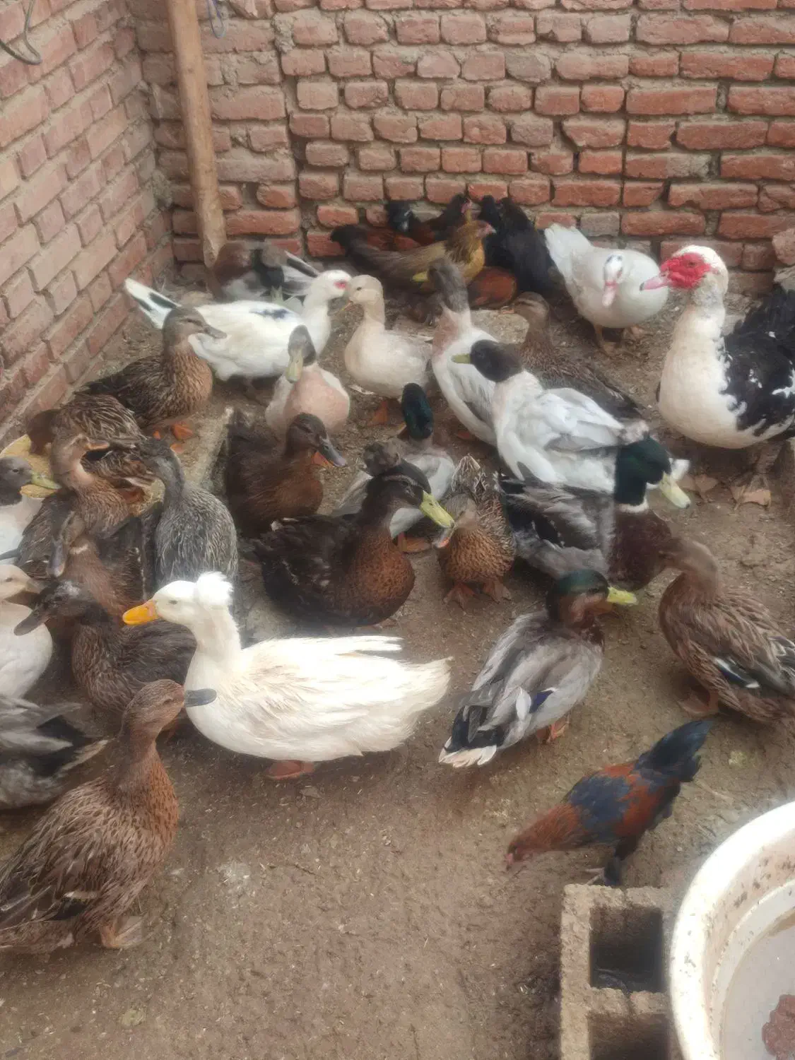 اردک کاکولی سبز و مرواریدی و روسی|حیوانات مزرعه|نقده, |دیوار