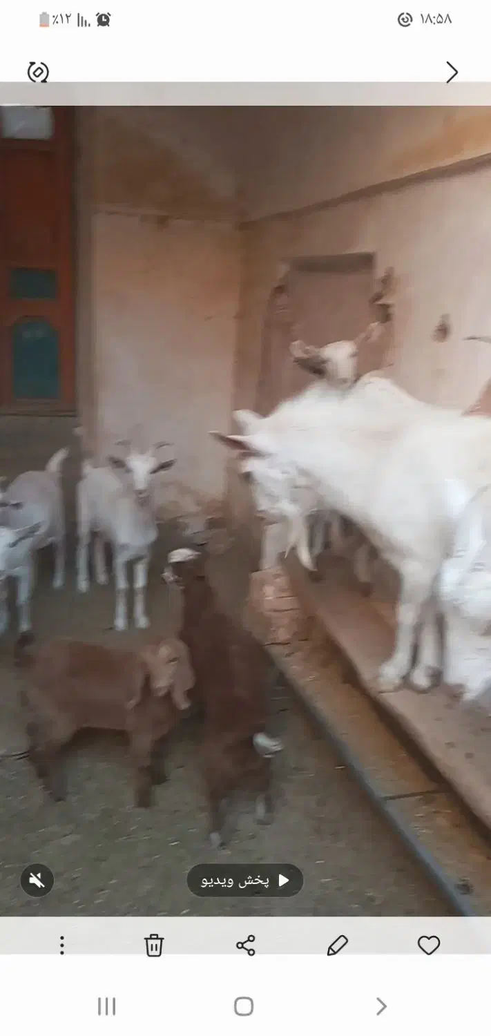 ۶عدد کولار سانن به فروش میرسن|حیوانات مزرعه|فردوس (خراسان), |دیوار