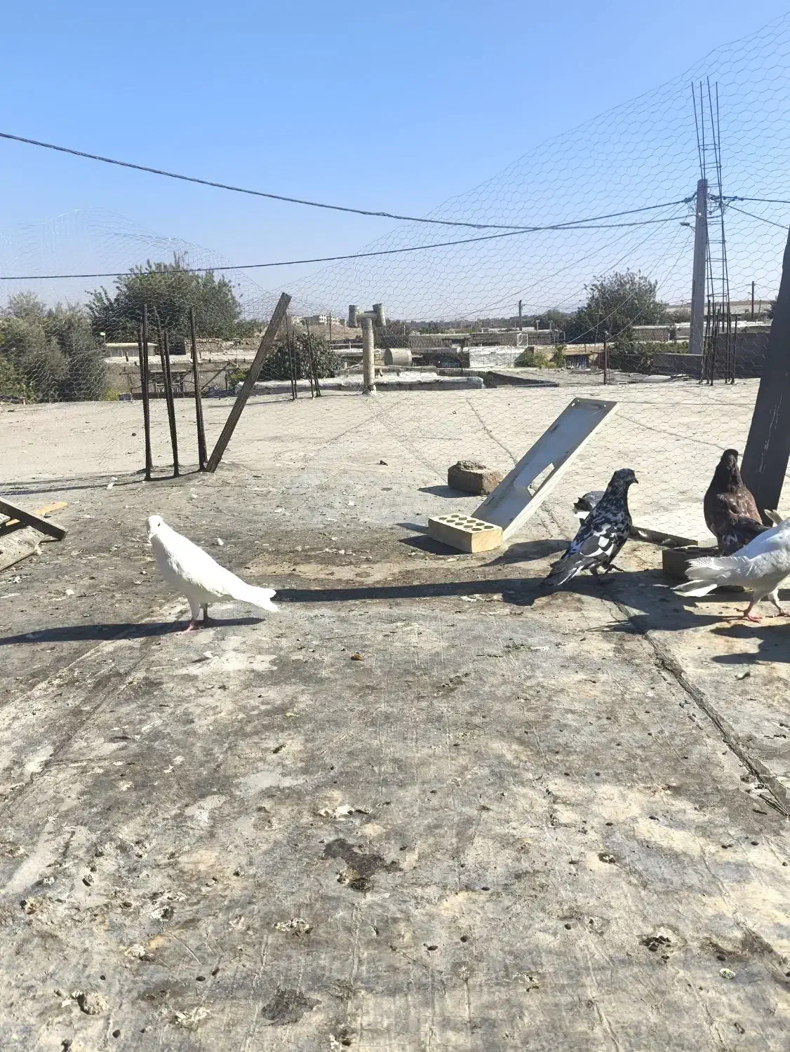 کبوتر ۱۲عددهمش فقط یک ملیون این قیمت تا پاین امروز|پرنده|دهدشت, |دیوار