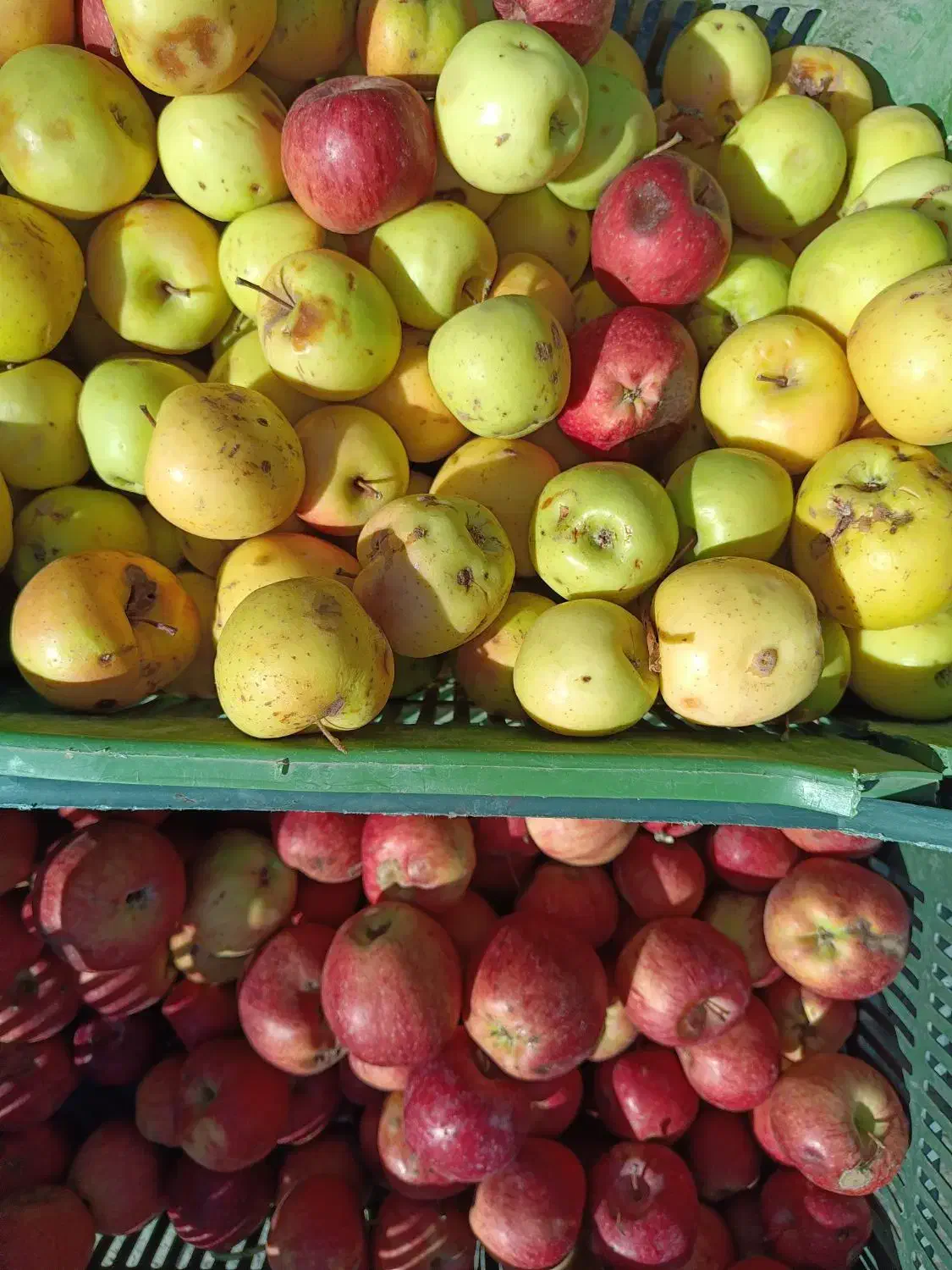 فروش سیب سرکه ایی مربایی آبگیری|خوردنی و آشامیدنی|اسلام‌شهر, شهرک مفیدی|دیوار