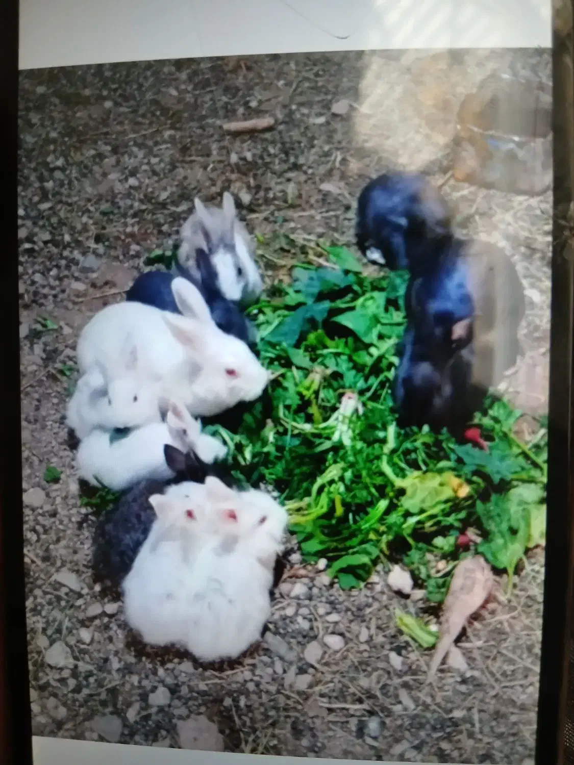 خرگوش|موش و خرگوش|تربت‌حیدریه, میدان مرکزی|دیوار