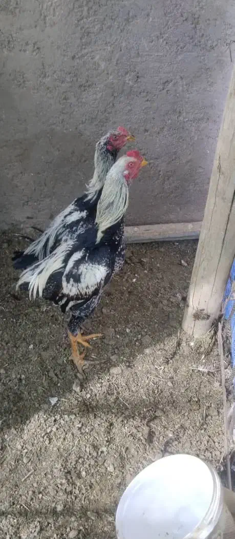 جوجه خروس لاری|حیوانات مزرعه|ایرانشهر, |دیوار