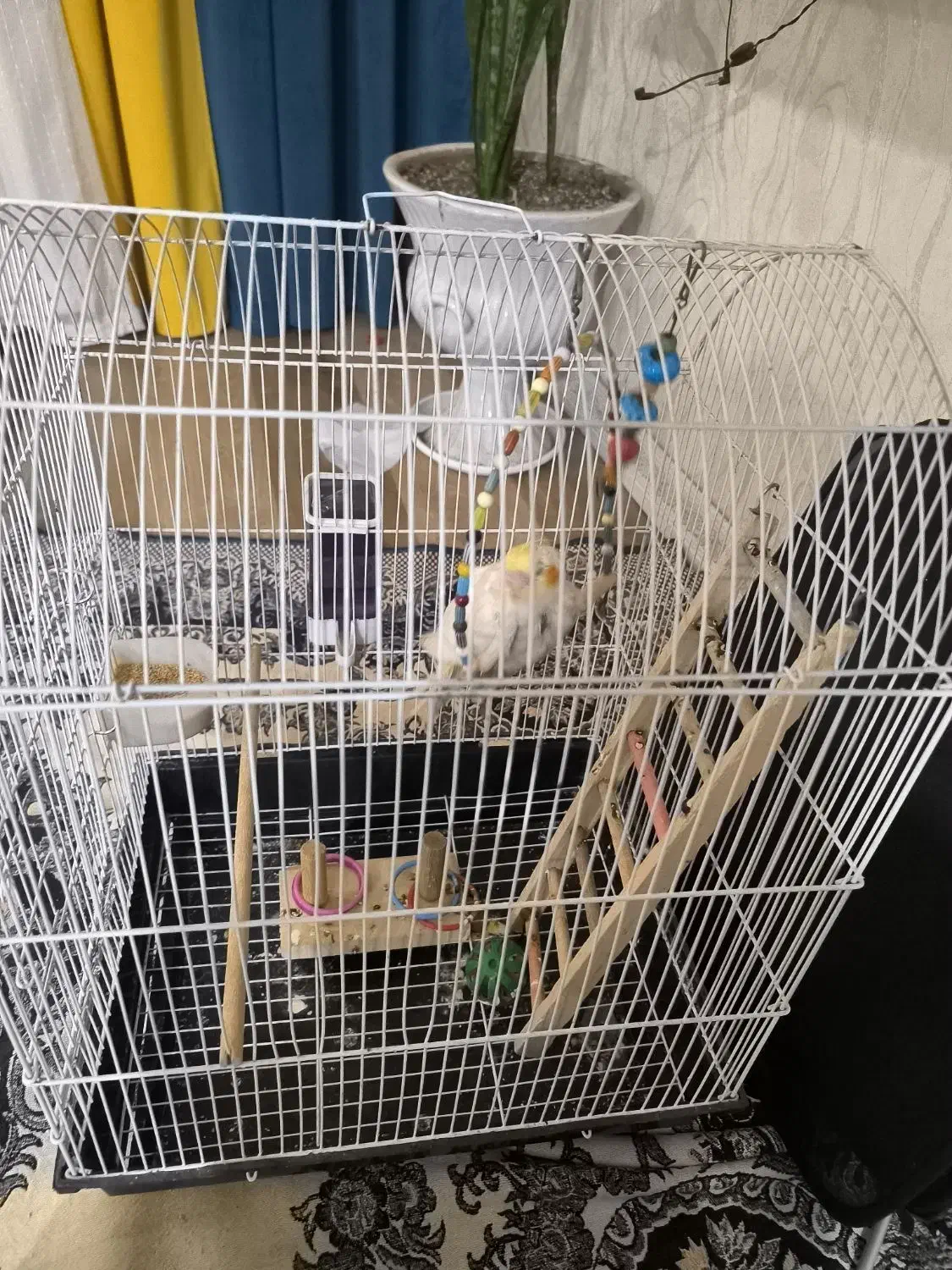 یک جوجه عروس هلندی با قفس و وسایل بازی|پرنده|اهواز, کمپلو شمالی|دیوار