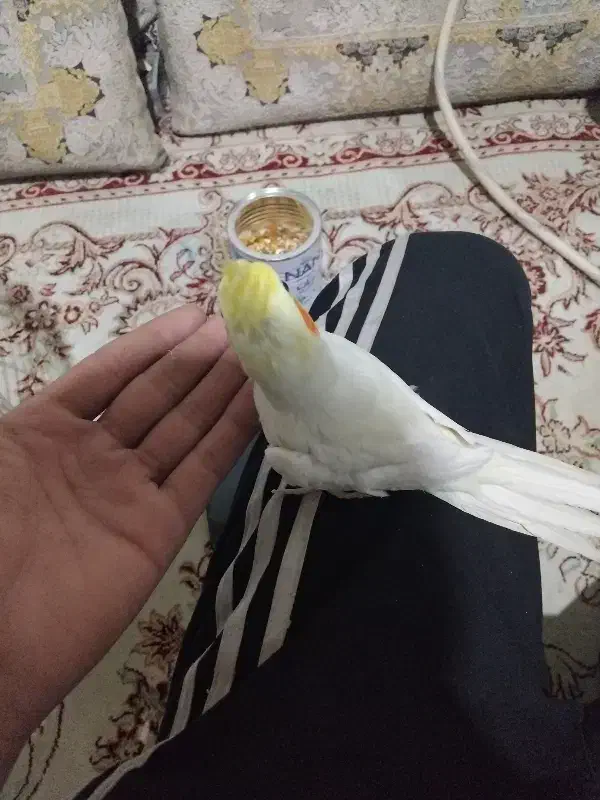 عروس هلندی|پرنده|تربت جام, شاهد|دیوار