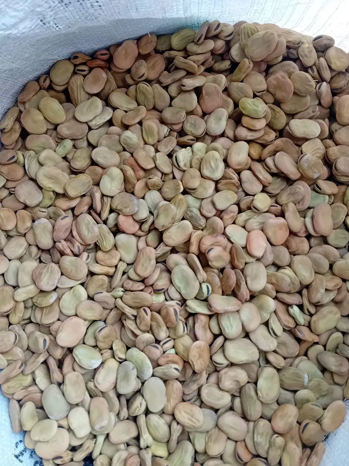 باقالی مازندران|خوردنی و آشامیدنی|طارم, |دیوار