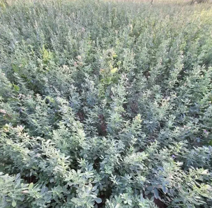 بذر علف یونجه امریکایی|گل و گیاه طبیعی|سراوان, |دیوار