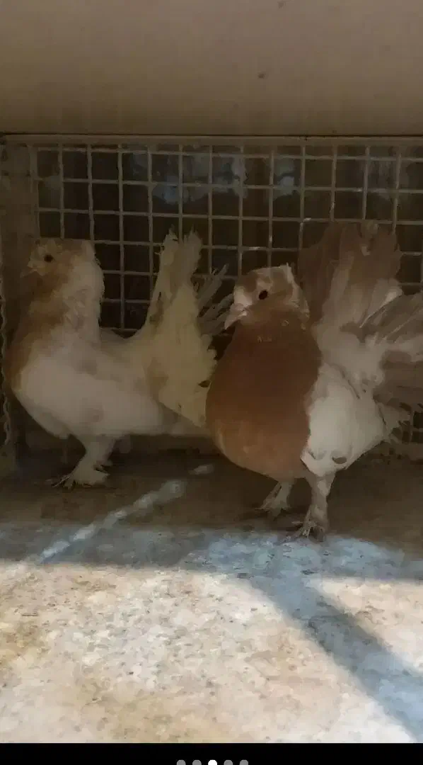 خرy دAرm|پرنده|دهدشت, |دیوار