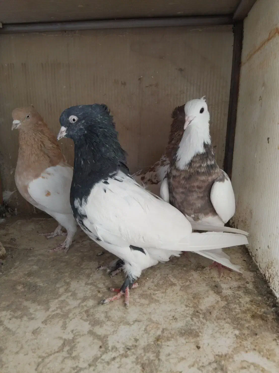 ماده بهئونی کله طوقی|پرنده|شیراز, شهرک صنعتی شیراز|دیوار