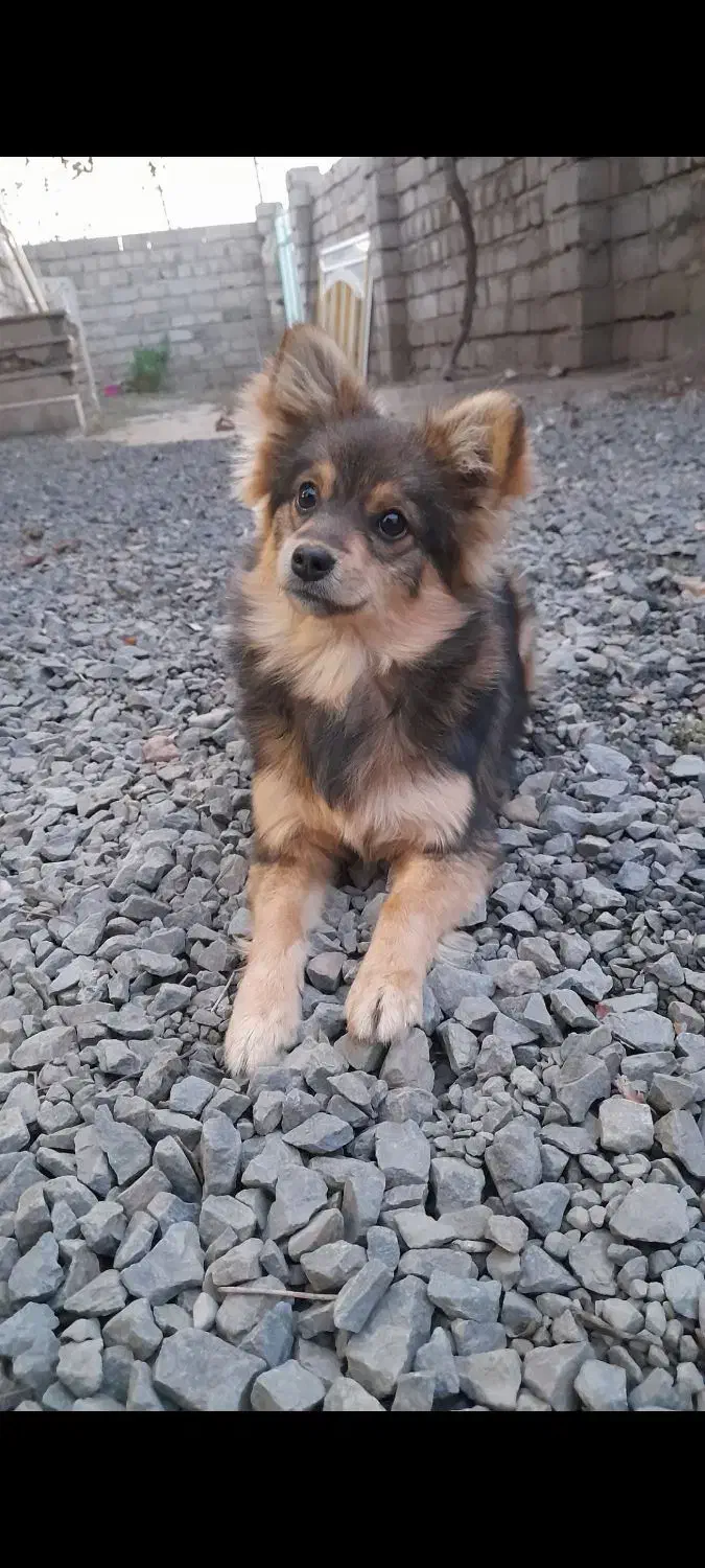 سگه پامرین|سگ|تویسرکان, |دیوار