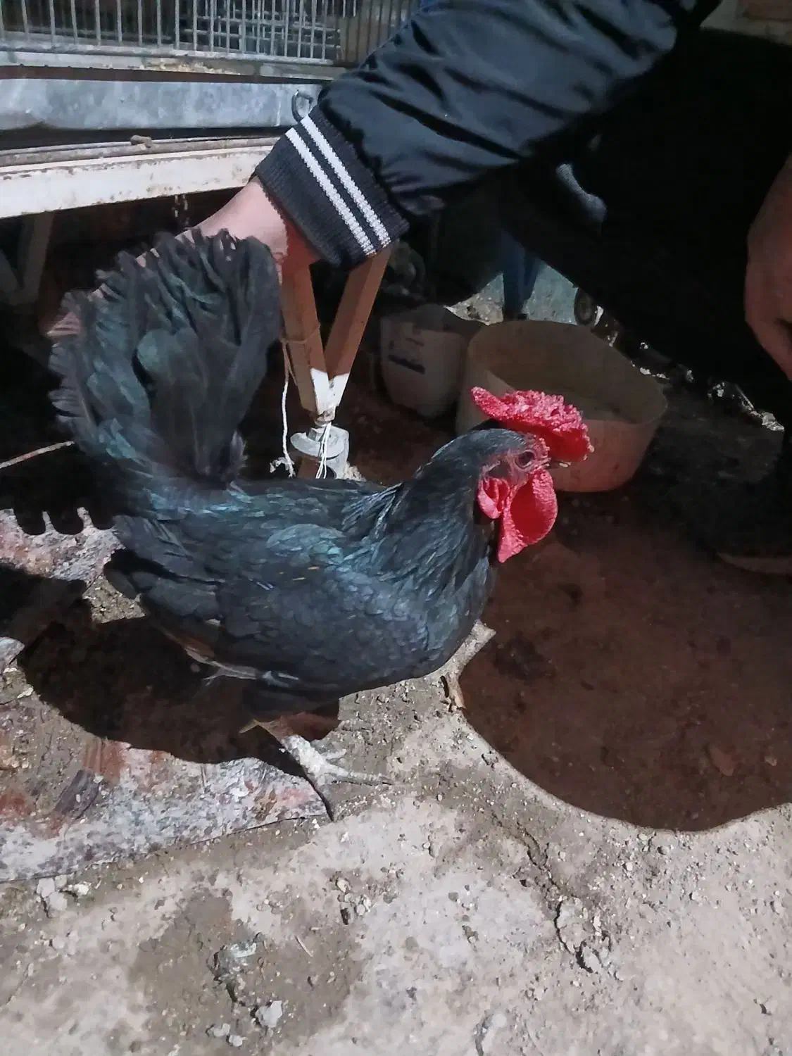 مرغ خروس مینیاتوری|حیوانات مزرعه|اردبیل, |دیوار