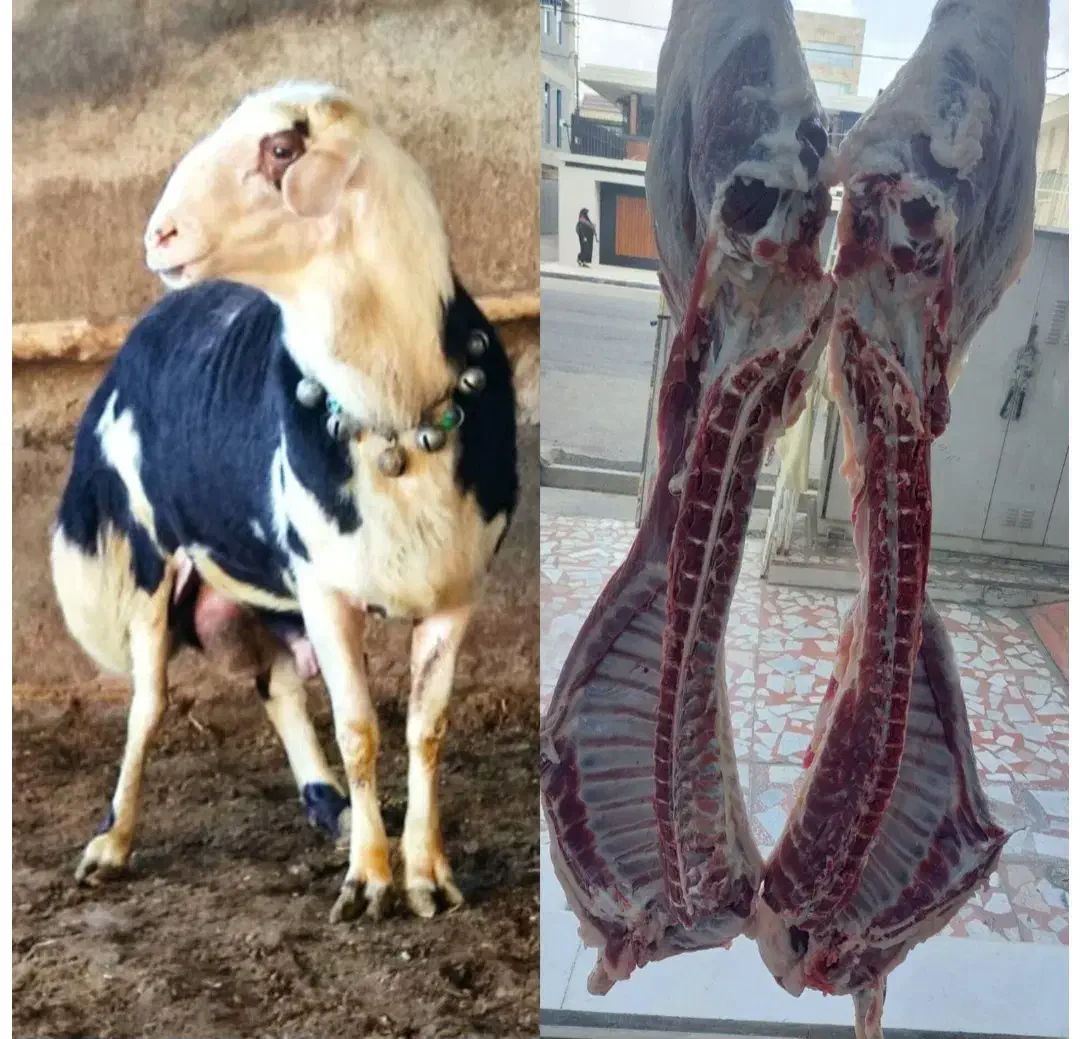 قصاب (سلاخ)|خدمات پیشه و مهارت|گنبد کاووس, |دیوار