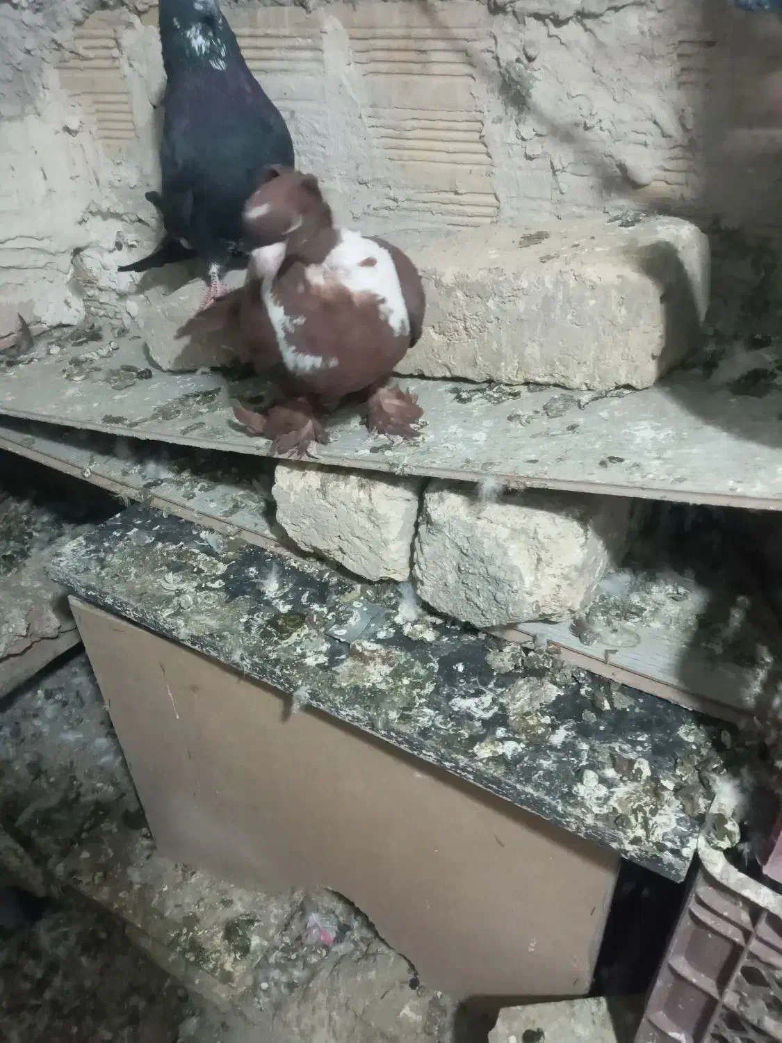 قرمزی نر گرفتنی|پرنده|اردبیل, |دیوار