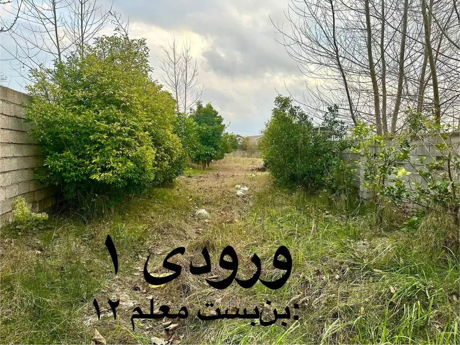 زمین دلباز ۲۵۰۰ متری، فرصت استثنائی سرمایهگذاری|فروش زمین و ملک کلنگی|چاف و چمخاله, |دیوار
