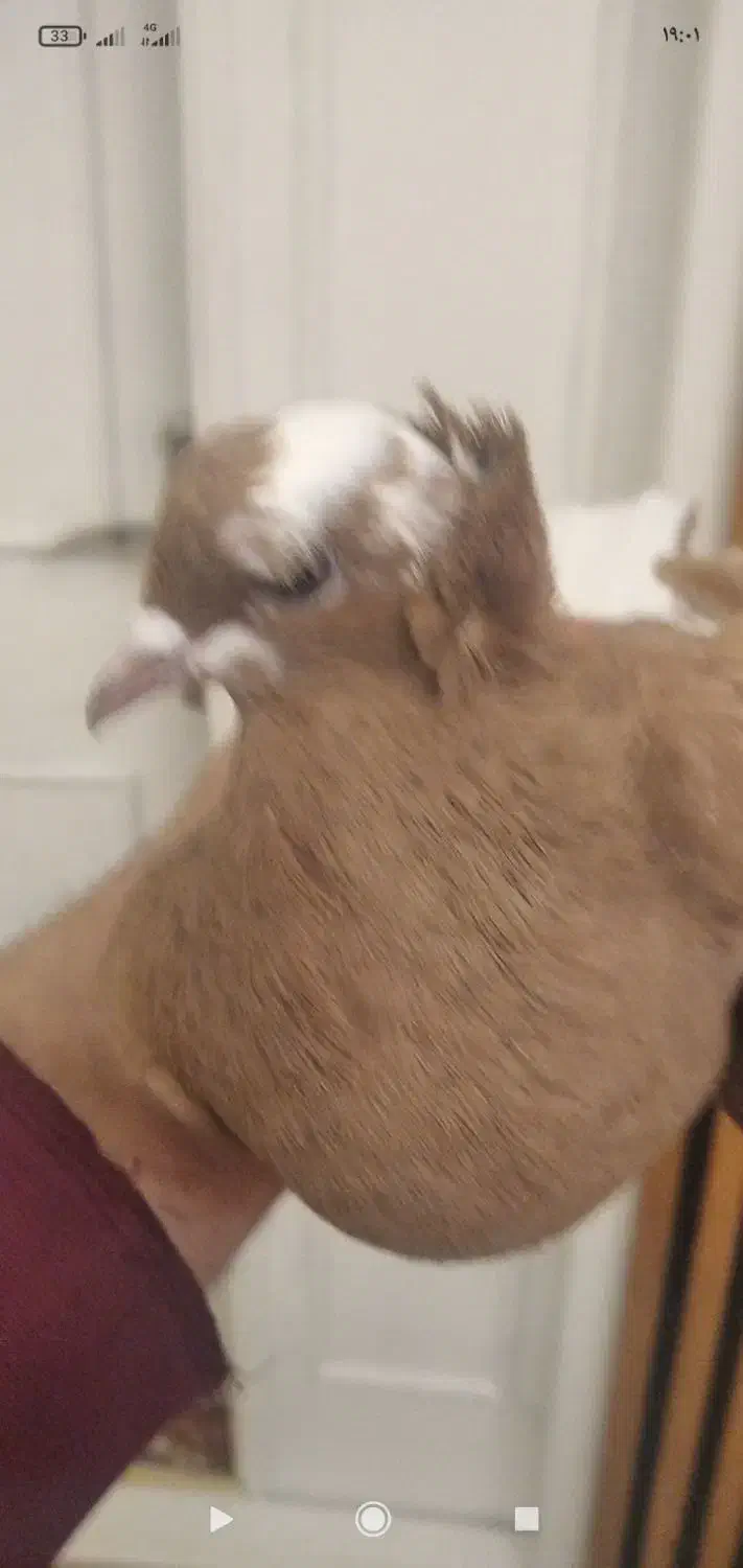 کبوتر|پرنده|تبریز, |دیوار