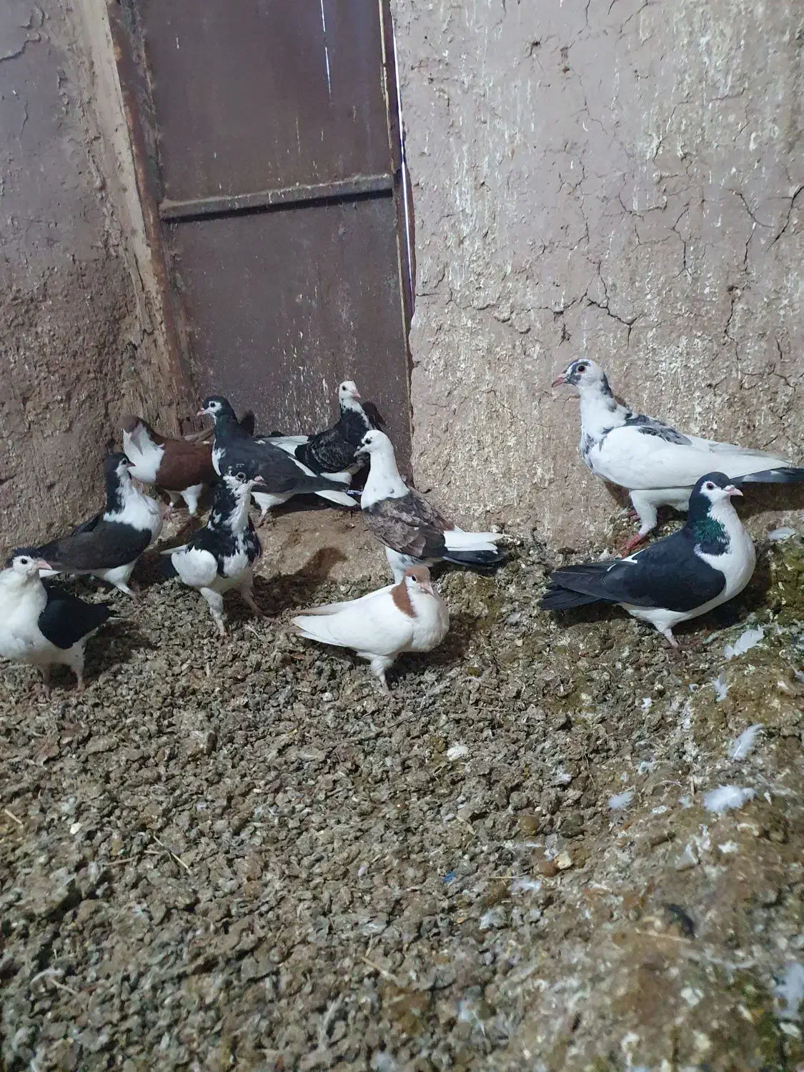 جوجه کفتر|پرنده|زبرخان, |دیوار