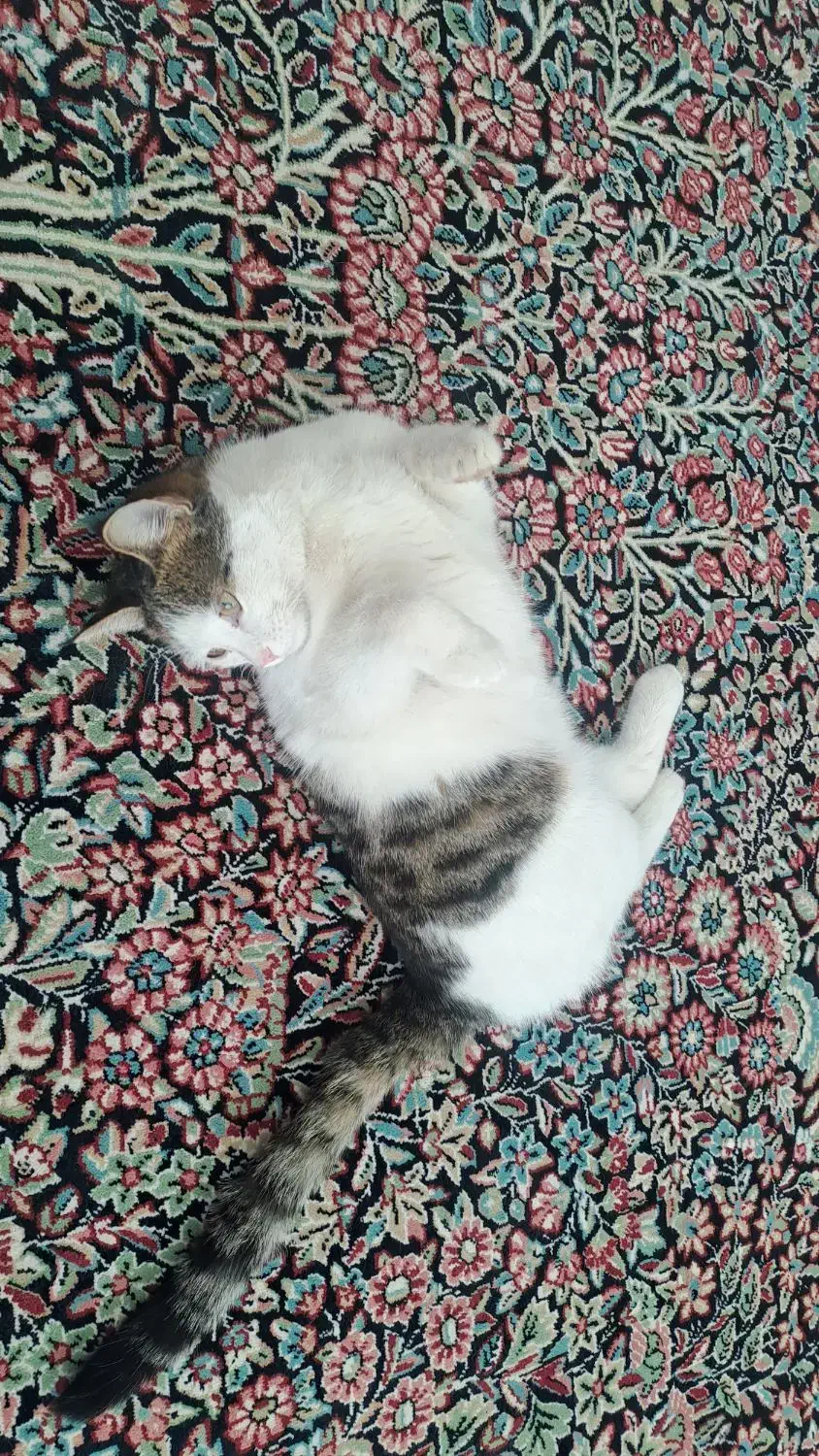 گربه اهلی قیمت300تومن|گربه|رفسنجان, |دیوار