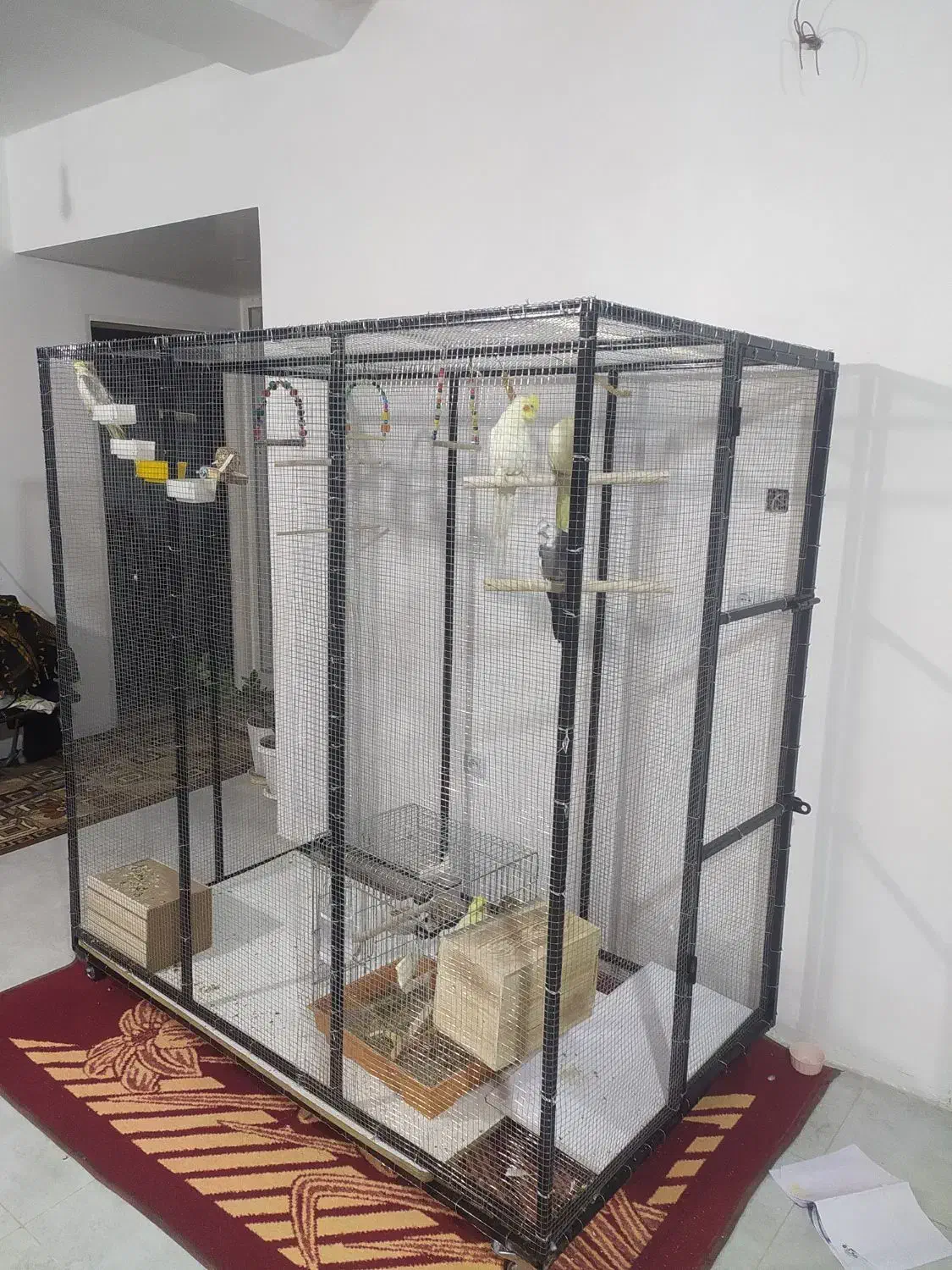 فروش قفس|لوازم جانبی حیوانات|شیراز, گویم|دیوار