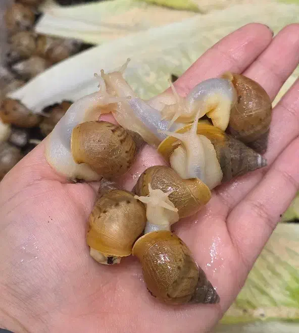 جوجه حلزون آچاتینا|خزنده|تهران, دکتر هوشیار|دیوار