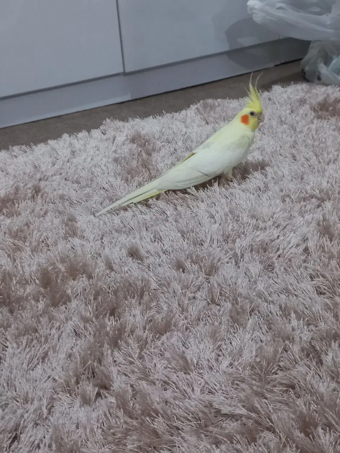 عروس هلندی لوتینو|پرنده|تنکابن, |دیوار