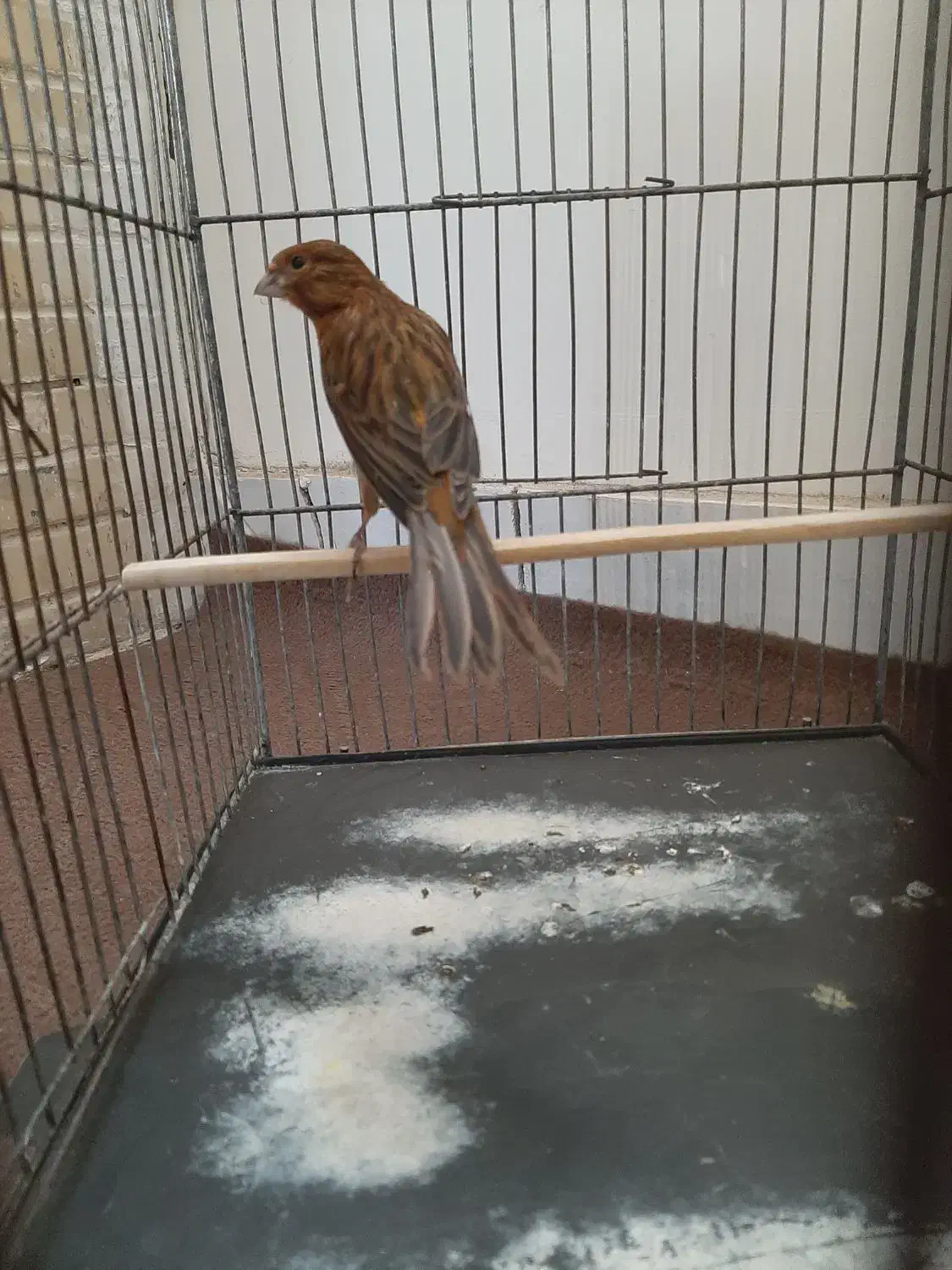 جونه ماده|پرنده|بروجرد, |دیوار