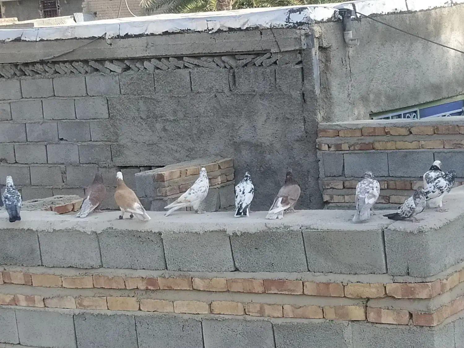 کبوتر تهرانی و ساده پر|پرنده|دامن, |دیوار