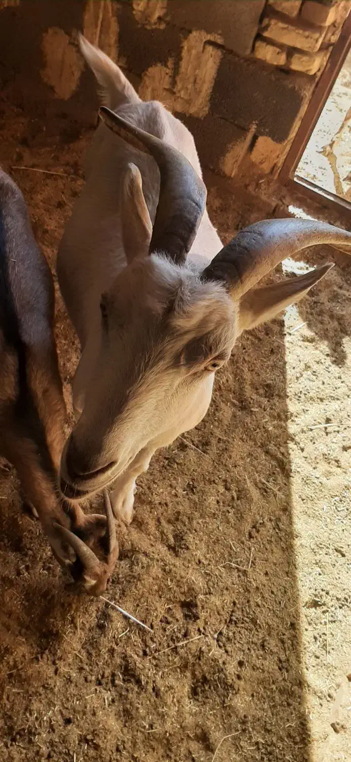 بز سانا ذات شیر آبستن سنگین|حیوانات مزرعه|اردکان, |دیوار