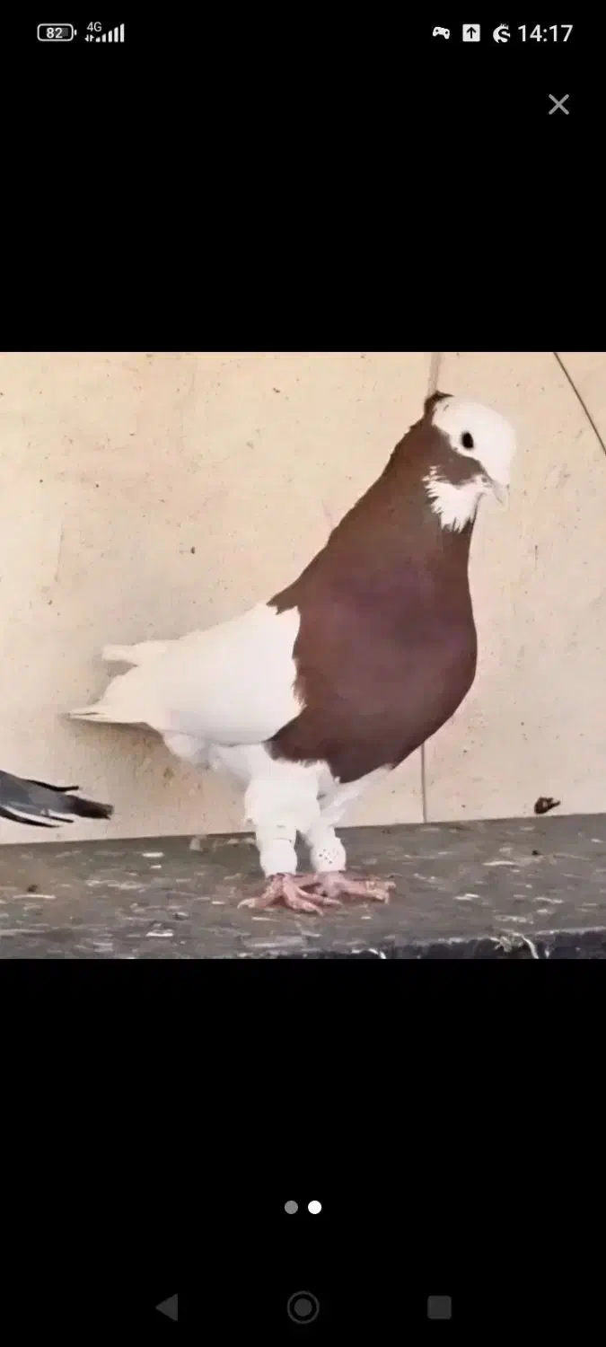 جفت طوقی|پرنده|شیراز, کوشک میدان|دیوار