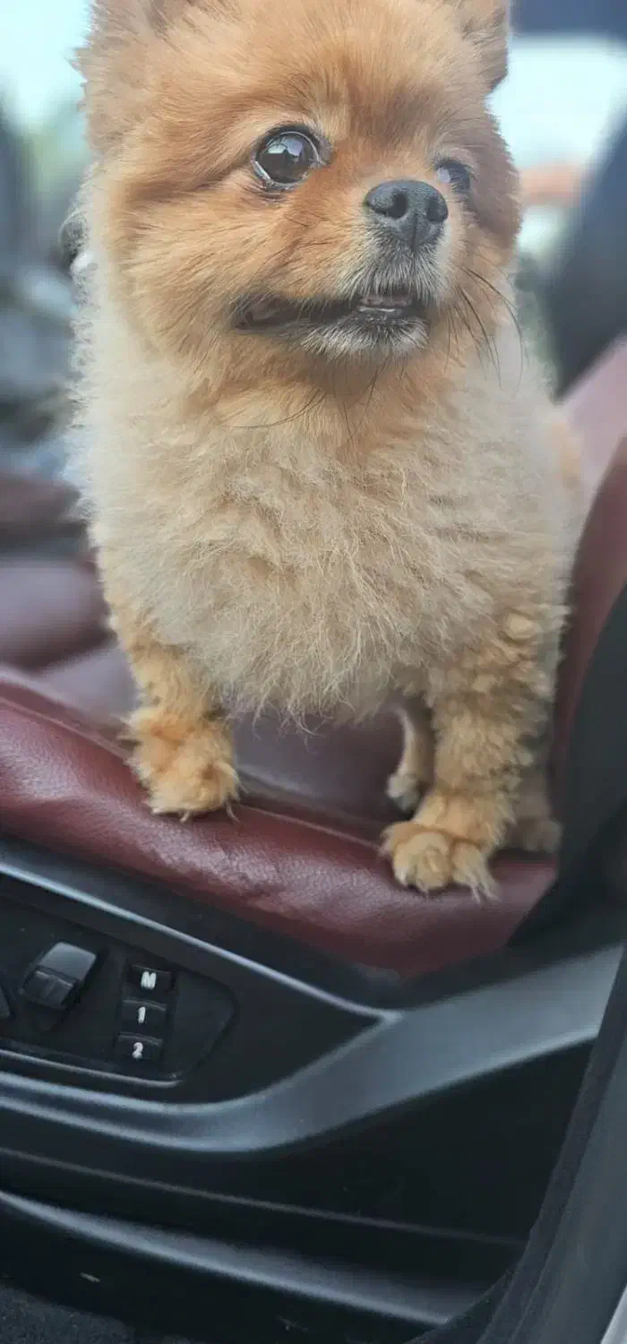 پامرین|سگ|تهران, شهرآرا|دیوار